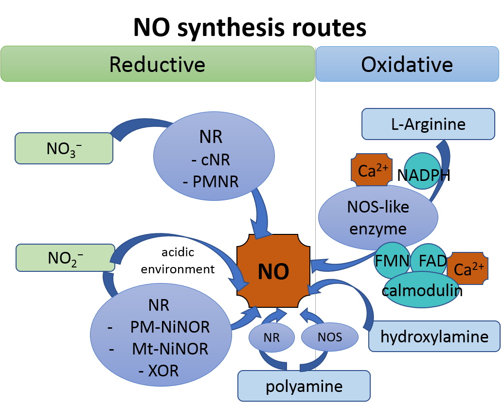 Plant Nitric Oxide Signaling under Drought Stress[v1]